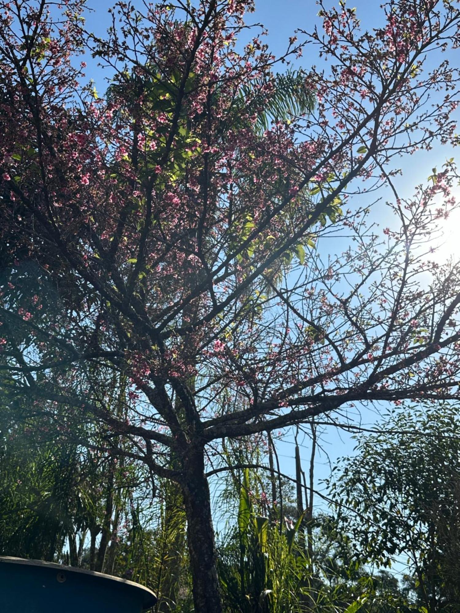 Morada Dos Beija-Flores Ibiúna Buitenkant foto